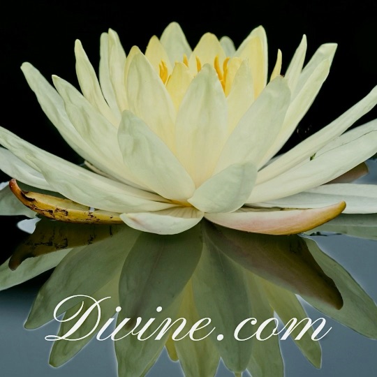 Divine.com above a yellow flower