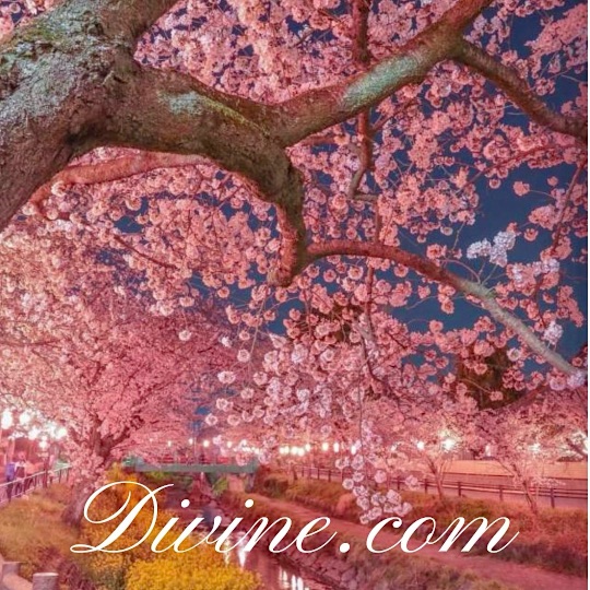 Divine.com above a tree with pink flowers